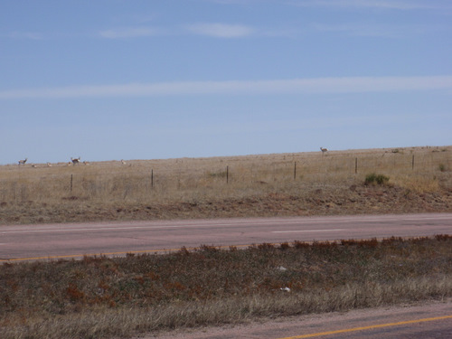 Antelope: About 10 miles SE of Colorado Springs, Colorado.